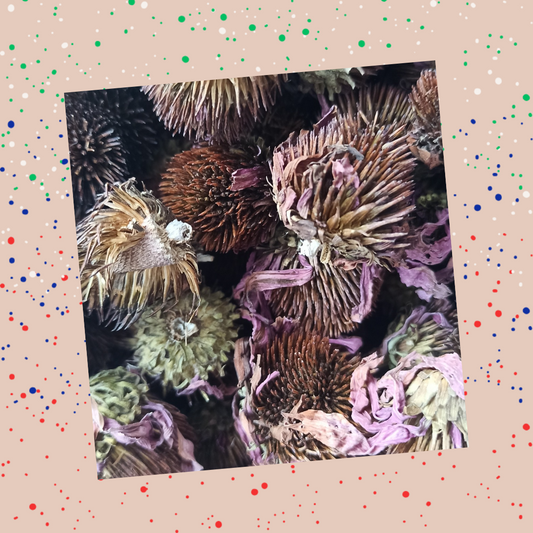 Echinacea Flowers
